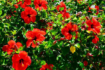 Botanischer Garten in Menglun, China, Laos und Yunnan Rundreise, Natur