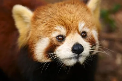 Roter Panda, Chengdu, China Rundreise
