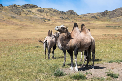 Kamele in Kashgar, China Seidenstraße Rundreise, Natur