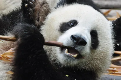 Panda, Chengdu, China Rundreise