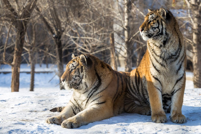 Siberian Tiger Park, Harbin, China Winterreise