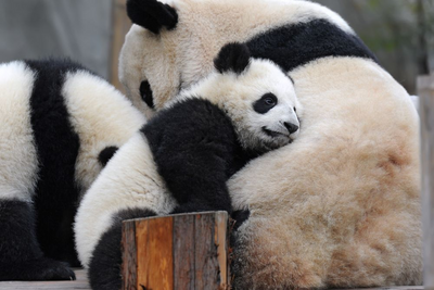 Panda Aufzuchtstation, Chengdu, China Familienreise