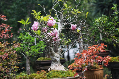 Bonsai Baum, Gartenstadt Suzhou, China Gartenreise