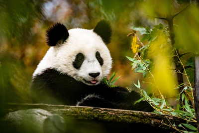Panda, Wolong, China Naturreise