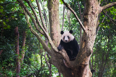 Panda in Chengdu, China, Tibet Reise