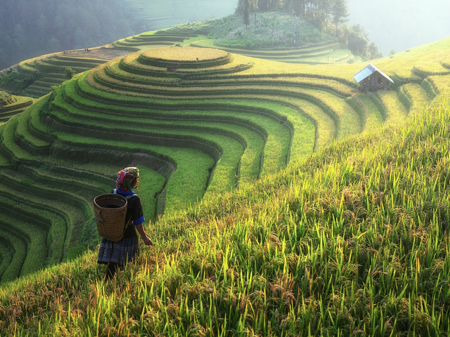 Reisfeld, China Rundreise