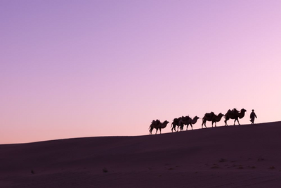 Kamele in Dunhuang, China Seidenstrasse Reise