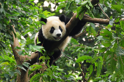 Panda, Chinareise