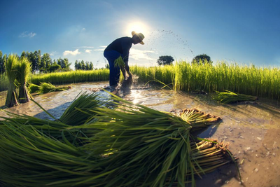 Feldarbeit im Khmu Dorf, Laos und Yunnan Rundreise, Kultur